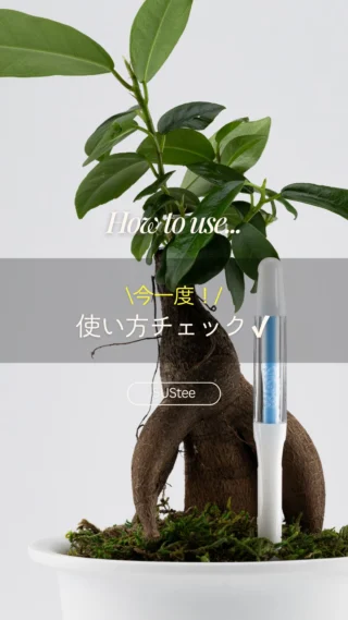 葉水 さま 葉挿し、水挿し】葉っぱ1枚、水に挿すだけ！カッコイイ系観葉